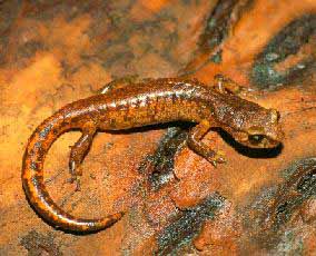 Ensatina eschscholtzii eschscholtzii, occurs from approximately Dark Canyon north towards the San Gorgonio Pass