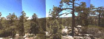 Partial panoramic image of forest and chaparral ecotone in the Sierra San Pedro Martir Mountains
