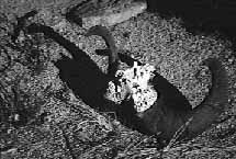 Desert bighorn sheep