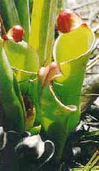 Heliamphora, The Venezuela Sun Pitcher