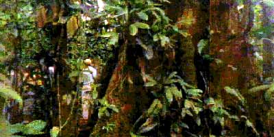 A little disoriented in the montane cloud forest