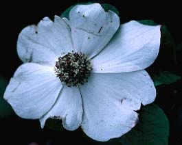 Pacific Dogwood, Cornus nuttallii