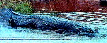 Our first encounter with a Venezuelan crocodile in the central llanos
