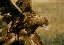 Golden Eagle