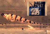 electric fish detector