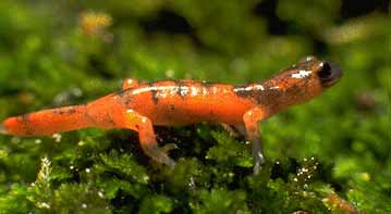 The hybrid between the two salamanders can be found in Dark Canyon