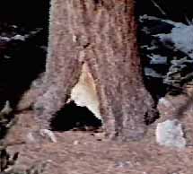 Most old growth show fire scars at the base of the trunk