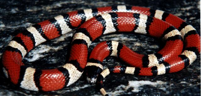 California Mountain Kingsnake - "Don't bull-dose me"