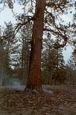 A lightning strike set this sugar pine on fire