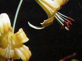 Lemon Lily, Lilium parryi