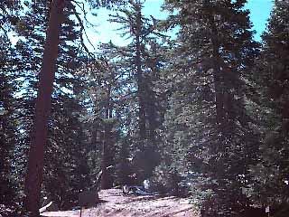 Mixed conifer forest