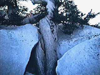 1,800 year old limber pine near San Jacinto Peak