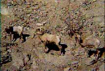 Desert peninsular bighorn sheep in Anza Borrego Desert State Park