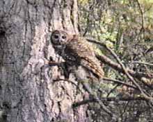 California Spotted Owl on Black Mountain