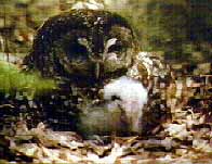 Southern Spotted Owl and her chick