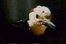 White-headed Woodpecker